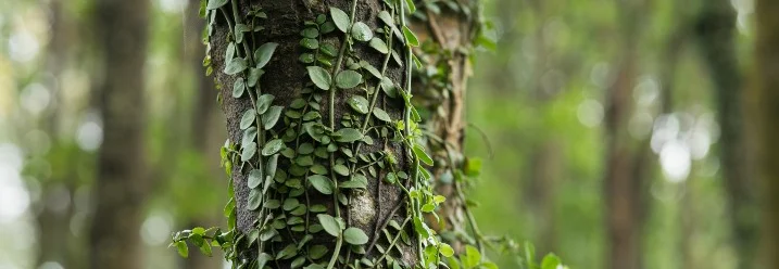 Efeu rankt an Baum